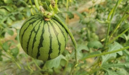 红料吃瓜网,揭秘娱乐圈幕后故事，带你领略明星真实生活