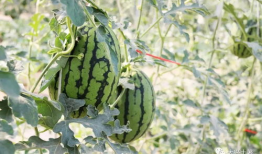 网红吃瓜溜溜梅,溜溜梅成热门零食伴侣