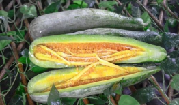 网红各种吃瓜网站推荐,揭秘热门事件背后的真相与笑料